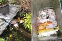 Rái cá ăn sạch đàn cá Koi, chủ nhà bất lực chịu mất mát