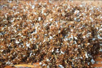 Muối kiến vàng - đặc sản lạ của Tây Nguyên nhiều người “sợ tái mặt”