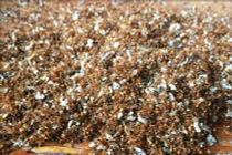 Muối kiến vàng - đặc sản lạ của Tây Nguyên nhiều người “sợ tái mặt”