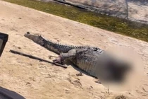 Cảnh cá sấu bị chặt đầu, vứt xác trên bãi biển gây phẫn nộ