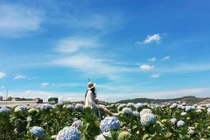 Tháng 10 rồi, lên kế hoạch check-in những đồng hoa dưới đây ngay thôi