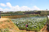  Giới trẻ đua nhau check-in cánh đồng hoa cẩm tú cầu đẹp mê mẩn ở Đà Lạt