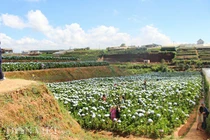  Giới trẻ đua nhau check-in cánh đồng hoa cẩm tú cầu đẹp mê mẩn ở Đà Lạt