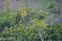 Hương sắc hoa dã quỳ đắm say lòng người ở Mộc Châu