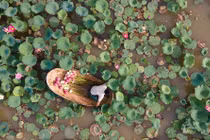 Khám phá đầm sen có hơn 150 loài sen quý, thu hoạch cả nghìn bông mỗi ngày