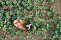 Khám phá đầm sen có hơn 150 loài sen quý, thu hoạch cả nghìn bông mỗi ngày