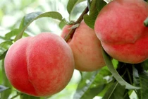 Đào quý nhân nặng gần 1kg, ngọt hơn mật, Tôn Ngộ Không cũng thèm