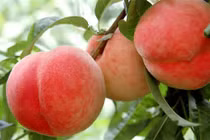 Đào quý nhân nặng gần 1kg, ngọt hơn mật, Tôn Ngộ Không cũng thèm