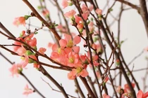 Tết nhà giàu, bình anh đào trái vụ, hàng ngoại xách tay giá chục triệu