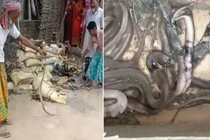 Chơi trốn tìm với bạn, bé gái bị rắn độc cắn chết