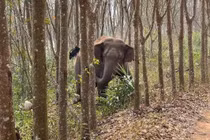 Được dẹp đường cho đi, voi rừng báo ân cảnh sát siêu ngoạn mục