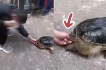 Nghịch dại trêu rùa, chàng trai phải cầu cứu cảnh sát 