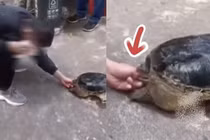 Nghịch dại trêu rùa, chàng trai phải cầu cứu cảnh sát 