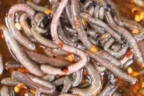 Ghê rợn món giun đất sốt chua cay ở Thái Lan, bác sĩ phải lắc đầu