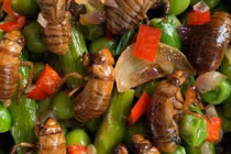 Người Mỹ học châu Á bắt ve sầu làm đủ món kinh dị