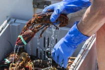 Bán hải sản, ngư dân bị chửi mắng vì nỗi lo nhiễm phóng xạ