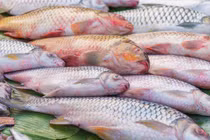 Giật mình 5 loại cá càng ăn càng hại, gan thận hỏng hết 