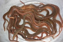 Giật mình phương pháp dưỡng da ngày hè bằng...phân chim và lươn