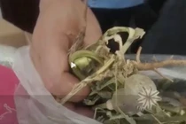 Cho hoa này vào súp câu khách, chủ quán tái mặt khi lộ chuyện