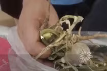 Cho hoa này vào súp câu khách, chủ quán tái mặt khi lộ chuyện