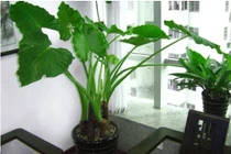 Loại cây tên mỹ miều ai dè cực độc, trồng trong nhà hại thân