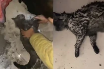 Ra ngoài không tắt máy sưởi, cặp đôi khóc ròng hối không kịp