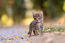 Thấy mèo hoang gầy gò đuổi đi, nào ngờ là "linh thú"