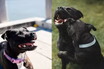 Mua chó cưng trên mạng, bố hại con trai suýt chết 