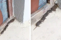 Phát hiện “quái vật sâu chuột” đáng sợ, nào ngờ linh thú vượng tài