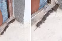 Phát hiện “quái vật sâu chuột” đáng sợ, nào ngờ linh thú vượng tài