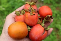 Hồng rẻ tranh thủ ăn, người đàn ông suýt chết vì...