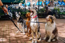 Sống một mình cùng đàn chó cưng, người đàn ông gặp họa kinh hãi