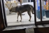 Chó hoang cào cửa liên tục, nào ngờ “linh thú” đến trả ơn
