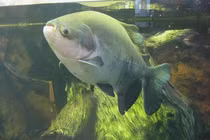 Kinh hãi: Loài cá có hàm răng giống hệt con người, thích cắn "của quý"