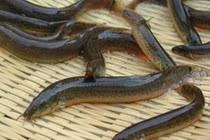 Loại cá bị đổ tiếng xấu, hóa ra lại là thức ăn đại bổ 