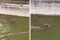 Đi thể dục, bàng hoàng đụng trúng “thần thú” đầu rồng thân hươu 