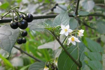 Lá giống ớt, quả giống nho, loại rau dại được săn tìm vì điều kỳ lạ