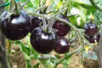 Loại quả vương giả ăn rất ngon lại chống lão hóa cực đỉnh 