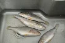 Rã đông theo cách này, cá vẫn tươi 100%, không mất dinh dưỡng 