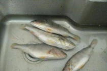 Rã đông theo cách này, cá vẫn tươi 100%, không mất dinh dưỡng 