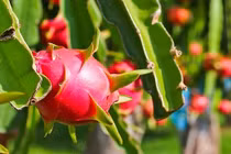 Trồng thanh long làm động tác này khi hoa nở, quả to sai trĩu 