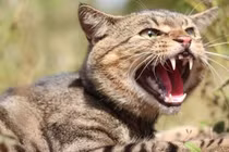 Bí ẩn những em bé bị mèo hoang bắt cóc: Cái chết ám ảnh