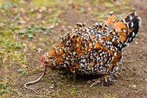 Tưởng gà ăn giun đất khổng lồ, lại gần thấy độc vật ghê rợn