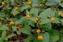 Loại cỏ dại đầy ở quê, trước cho lợn ăn...hóa ra là thuốc quý