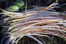 Đây chính là gelatin của người nghèo, ăn nhiều bổ máu dưỡng ẩm da trắng bóc