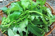 Loại rau cho heo ăn, giá trị dinh dưỡng khiến nhiều người sửng sốt