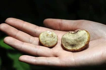 Sửng sốt loại quả dân dã, mệnh danh “sát thủ” ung thư