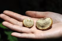 Sửng sốt loại quả dân dã, mệnh danh “sát thủ” ung thư