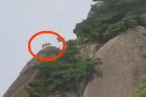 Lên núi tưởng gặp “thần thú”, té ngửa sự thật nực cười