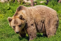 Dùng dầu gội mùi trái cây quá thơm, người phụ nữ chết thảm